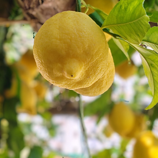 Visite et dégustation de Limoncello - 3 Heures